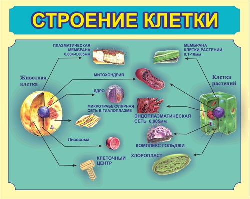 Стенд 913